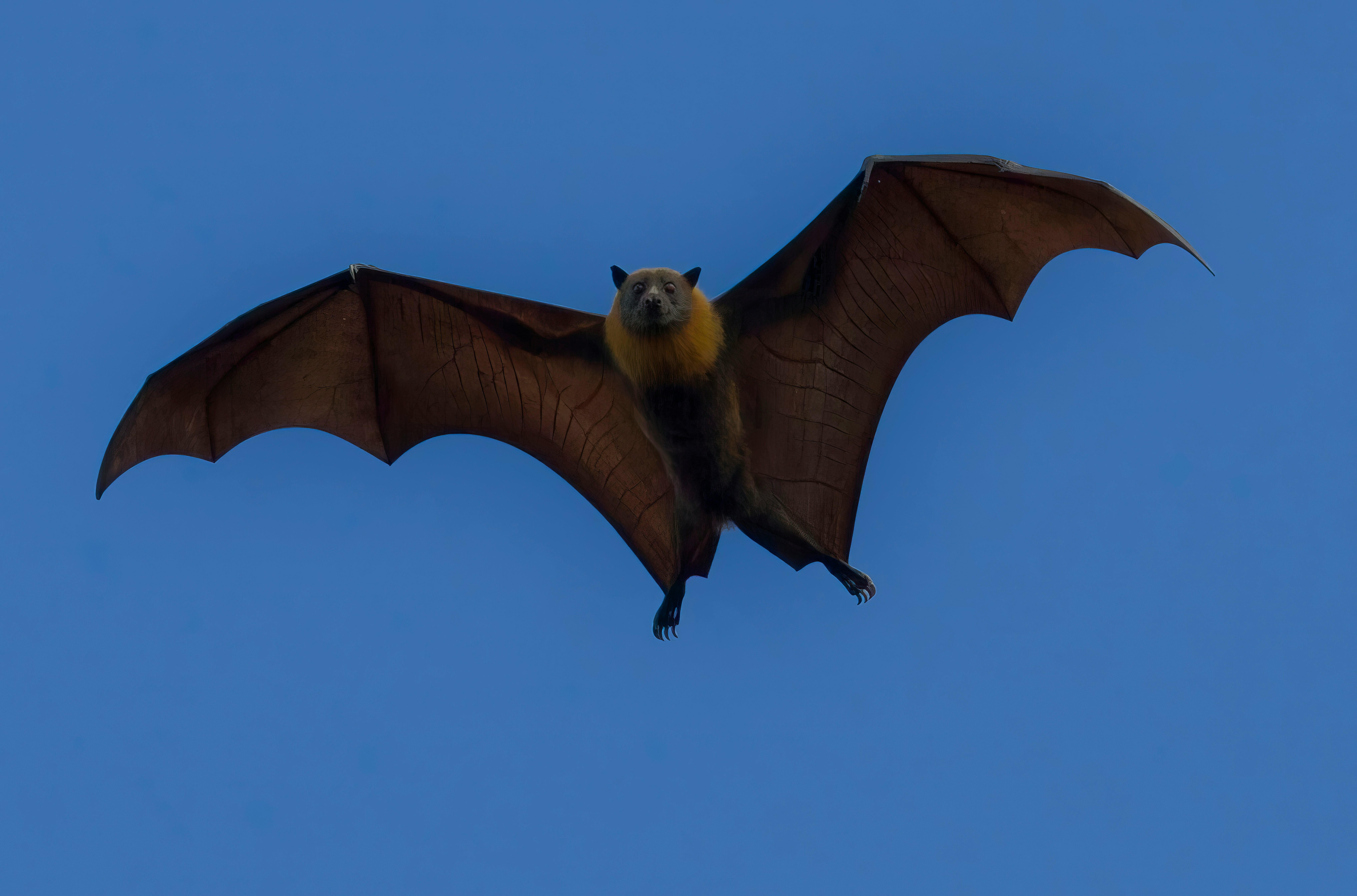 What animal has the best hearing? Discover nature’s true sound experts